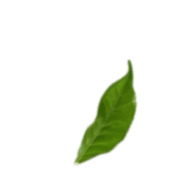 home page leaf asset