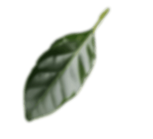 home page leaf asset