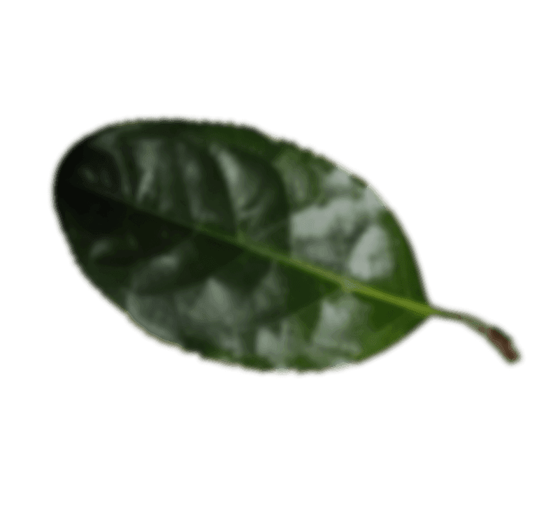 home page leaf asset