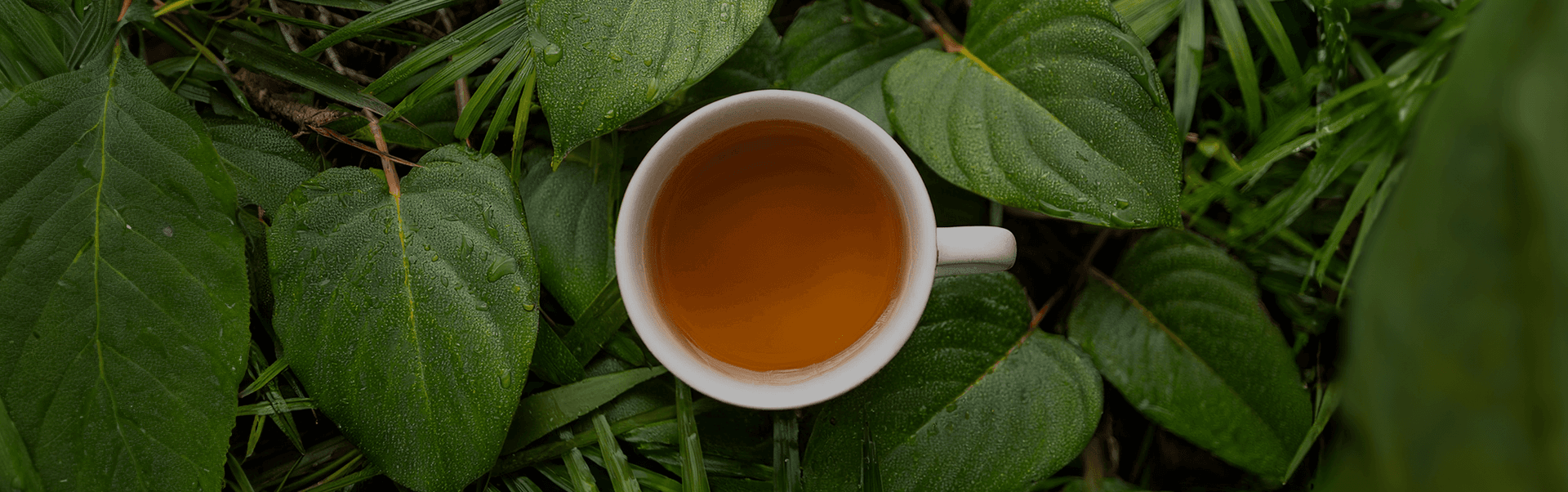 Mug filled with Yogi Tea on top of green leaves