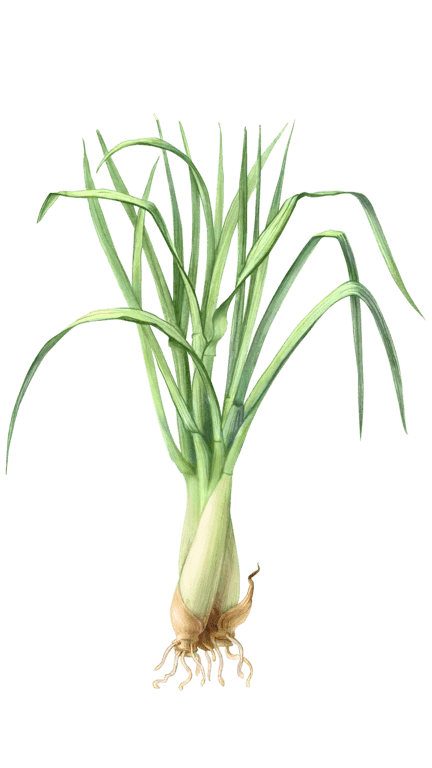 Illustration of Lemon Grass