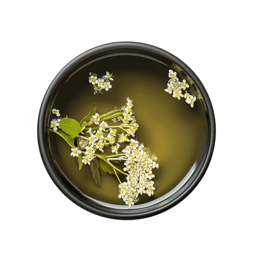 White Elderflower