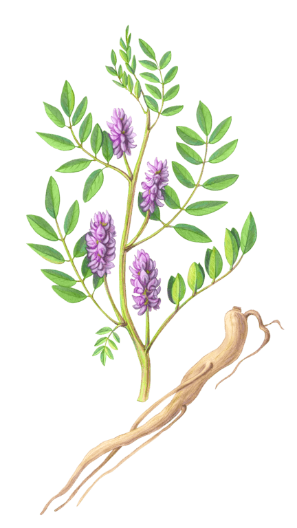 Illustration of Licorice