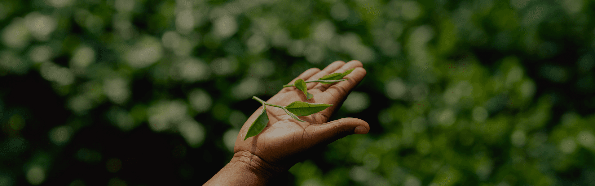 Green tea leaves