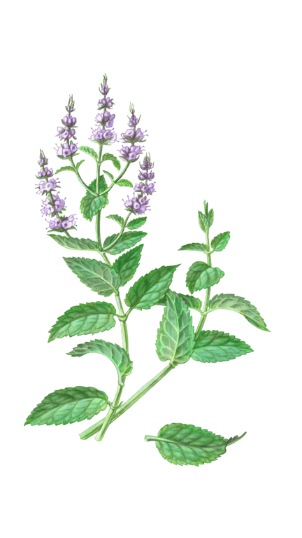 Illustration of Spearmint