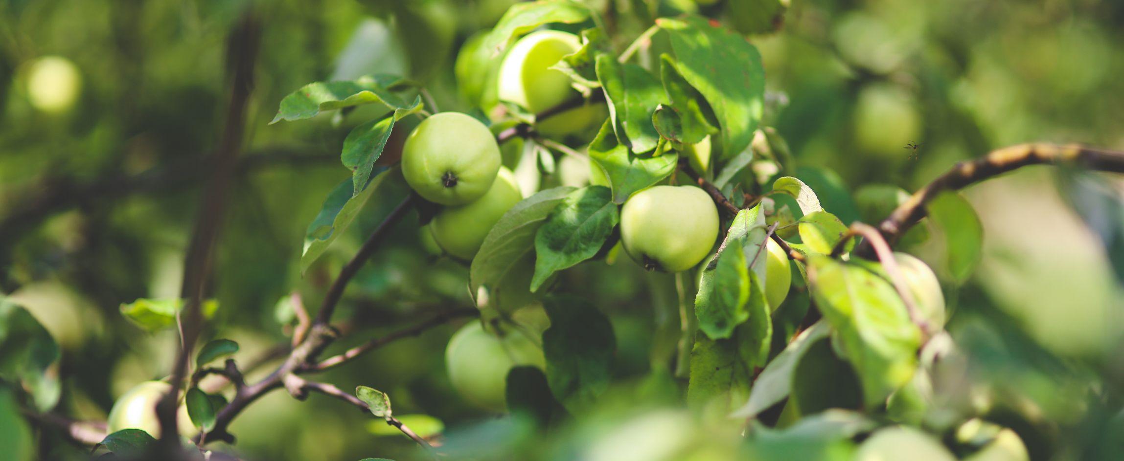 green apple on a tree