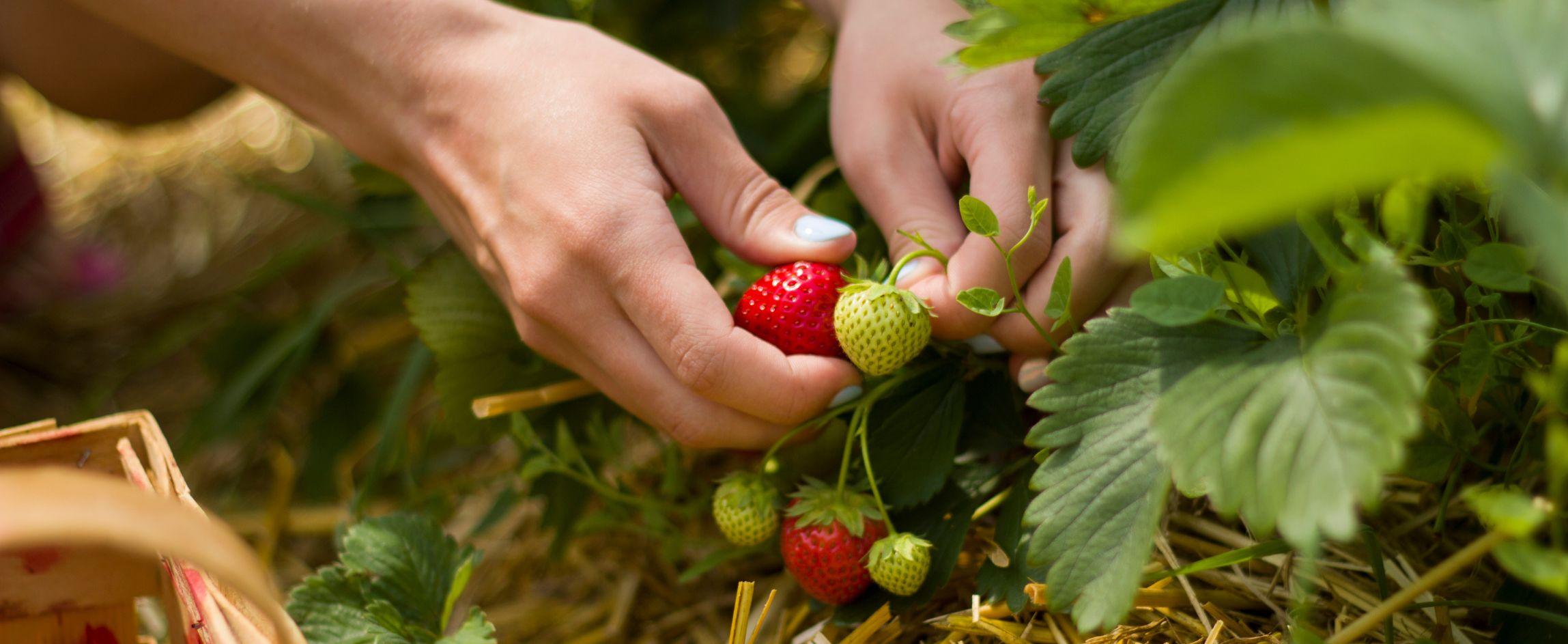 person picking a ripe strawberry