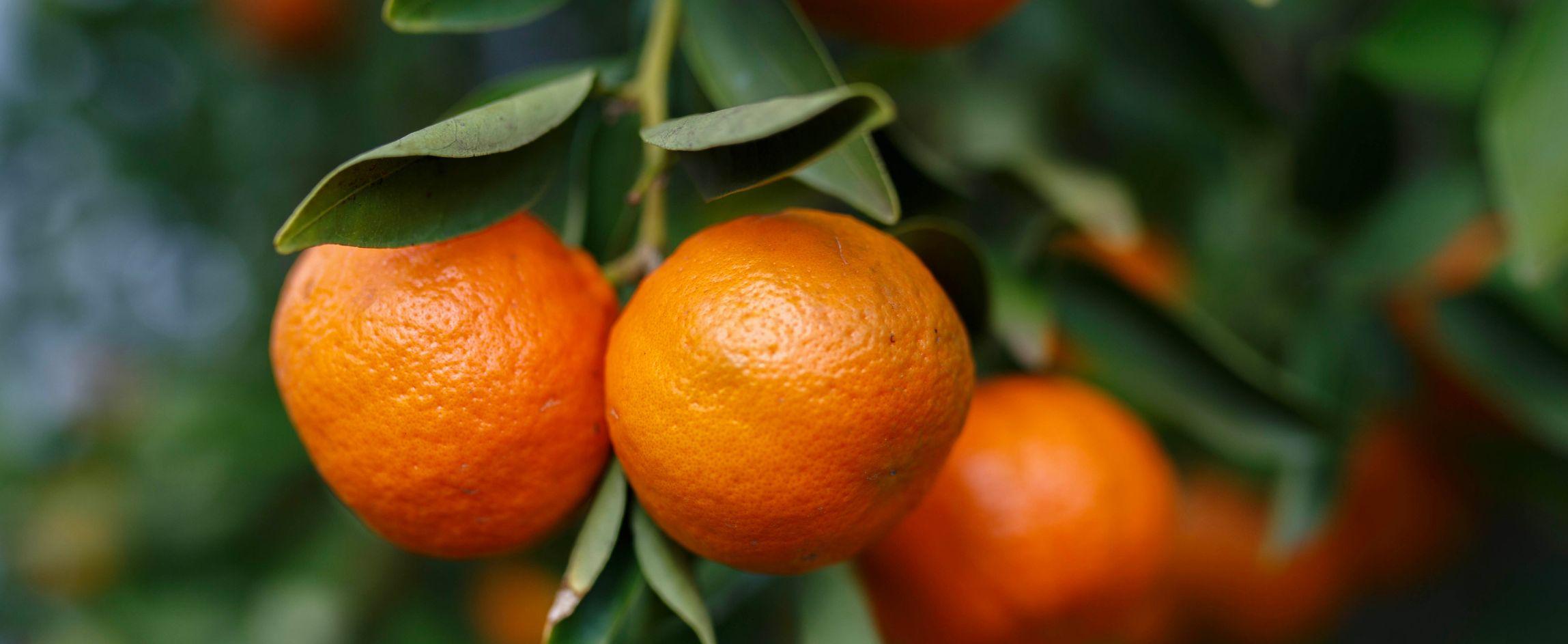 Mandarins