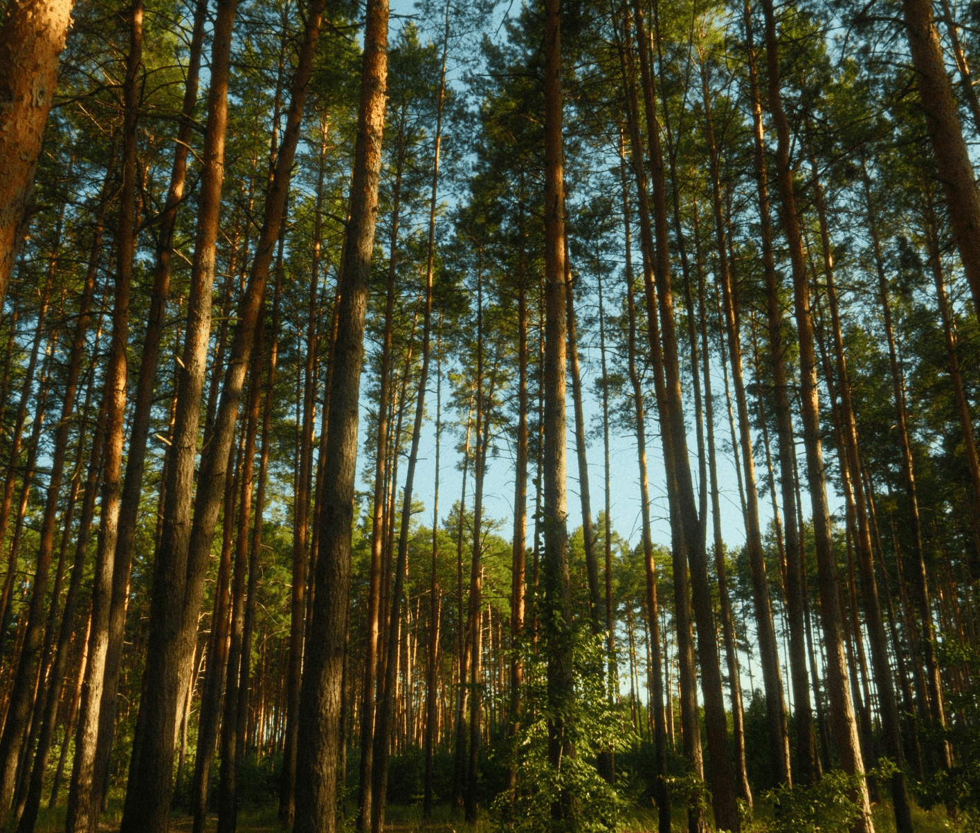 Trees in forest with blue sky peeking through