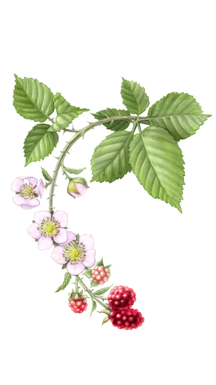 Illustration of Raspberry