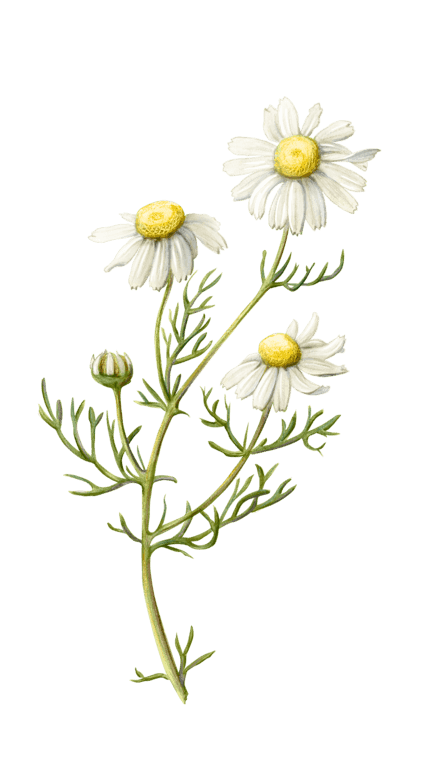 Illustration of Chamomile