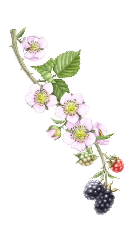 Illustration of Blackberry