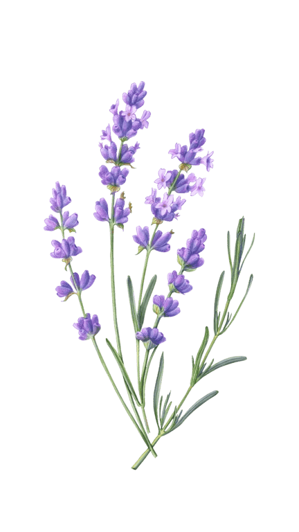 Illustration of Lavender