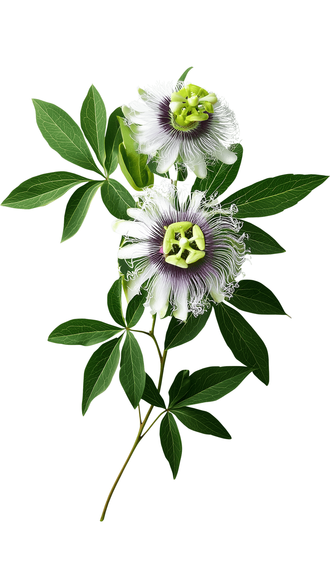 our purpose, botanic plant background